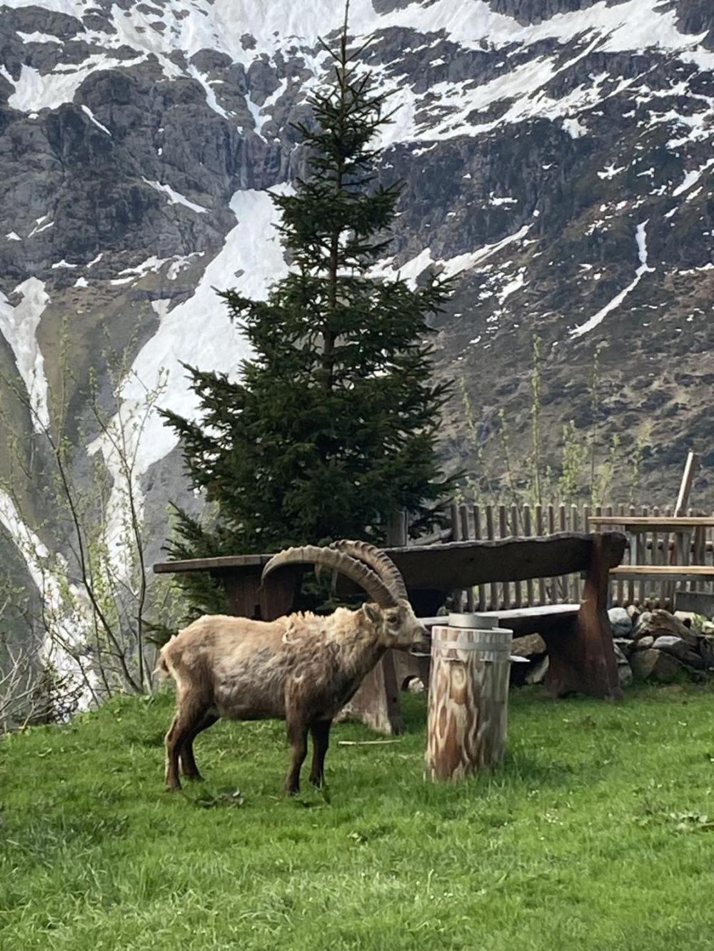 Berggasthaus Tschingelhorn Hotel Stechelberg Buitenkant foto
